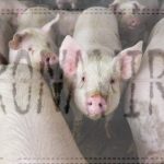 A Prime Concern: Rescuing the Meat Industry